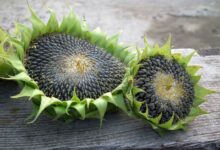 Sonnenblumenkerne  wie gesund sind sie wirklich?